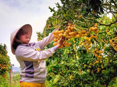 High Paying Fruit Picking Jobs in Sydney